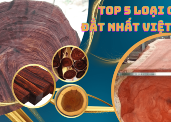 Top 5 loại gỗ đắt nhất Việt Nam