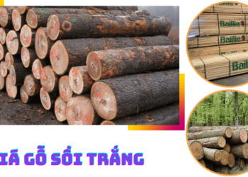 Gỗ sồi trắng (gỗ w. oak) có giá bao nhiêu?