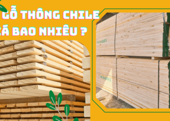 Giá gỗ thông Chile