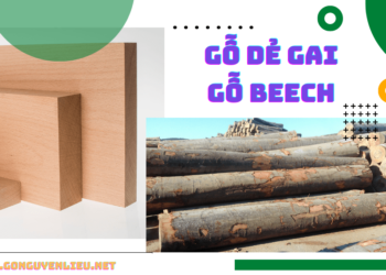 Gỗ dẻ gai (gỗ beech) là gỗ gì?