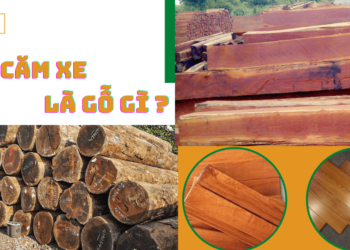Gỗ Căm Xe là gỗ gì?
