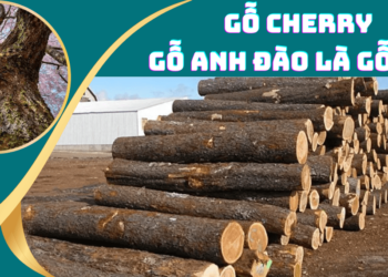 Gỗ Cherry (gỗ anh đào) là gỗ gì?