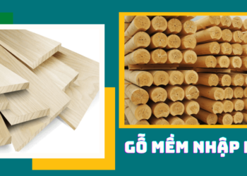 Các loại gỗ mềm nhập khẩu