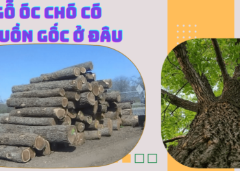 Gỗ óc chó có nguồn gốc ở đâu?