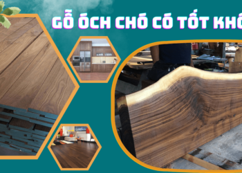 Gỗ óc chó (gỗ walnut) có tốt không?