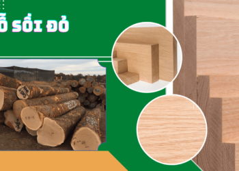 Tìm hiểu về gỗ sồi đỏ