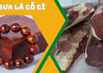 Gỗ sưa là gỗ gì ?