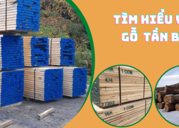 Tìm hiểu về gỗ Tần Bì