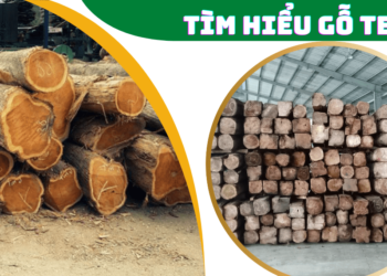 Gỗ teak là gỗ gì ?