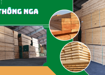 Tìm hiểu về gỗ thông Nga
