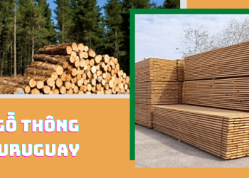 Tìm hiểu gỗ thông Uruguay