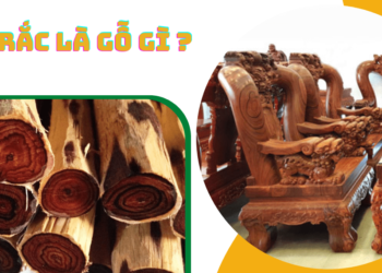 Gỗ trắc là gỗ gì?