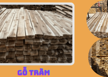 Tìm hiểu về gỗ tràm