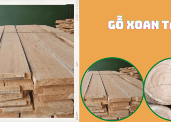 Tìm hiểu về gỗ Xoan ta