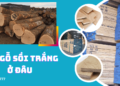 Mua gỗ sồi trắng ở đâu ?