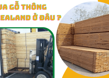 Mua gỗ thông New Zealand ở đâu?
