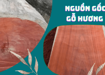 Gỗ Hương có nguồn gốc từ đâu?