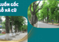 Nguồn Gốc Của Gỗ Xà Cừ