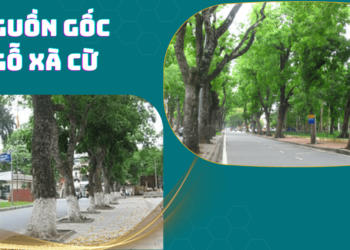 Nguồn Gốc Của Gỗ Xà Cừ
