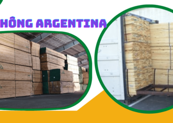 Tìm hiểu về gỗ thông Argentina