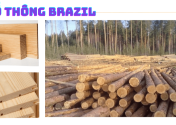 Tìm hiểu về gỗ thông Brazil