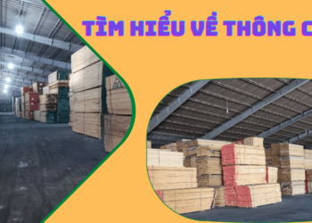 Tìm hiểu về gỗ thông Chile