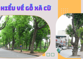 Tìm hiểu về gỗ Xà Cừ