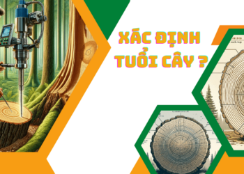 Tính tuổi của cây bằng cách nào?