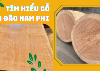 Tìm Hiểu Về Gỗ Xoan Đào Nam Phi