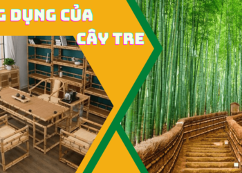 Ứng dụng của cây tre