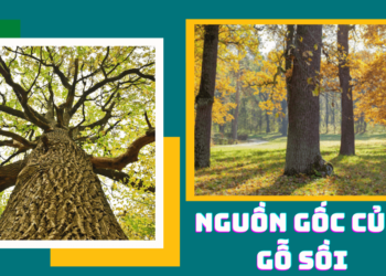 Gỗ sồi có nguồn gốc ở đâu?