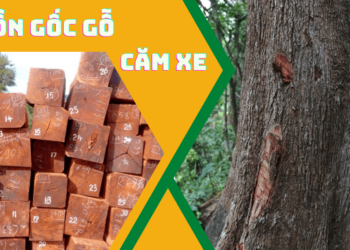 Nguồn gốc của gỗ căm xe