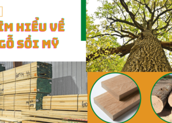 Tìm hiểu về gỗ sồi Mỹ