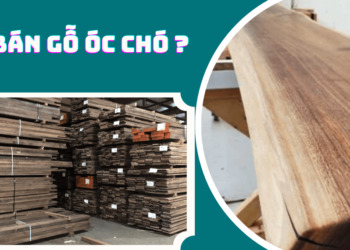 Giá bán gỗ óc chó hiện nay là bao nhiêu?