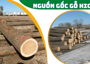 Nguồn gốc của gỗ Hickory