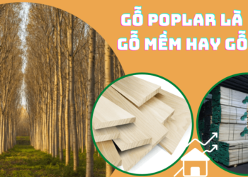 Gỗ poplar là gỗ cứng hay gỗ mềm?