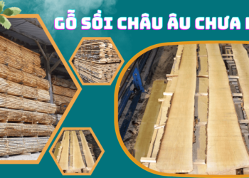Bán gỗ sồi Châu Âu chưa rong cạnh