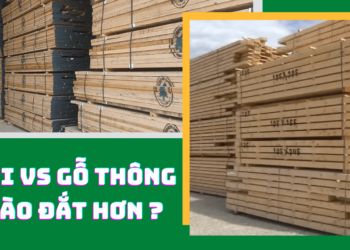 Gỗ sồi và gỗ thông loại nào có giá trị cao hơn?