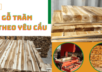 Cung cấp gỗ tràm xẻ theo quy cách