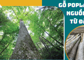 Gỗ Poplar (gỗ dương) có nguồn gốc từ đâu?