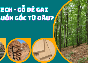 Gỗ beech (gỗ dẻ gai) có nguồn gốc từ đâu ?