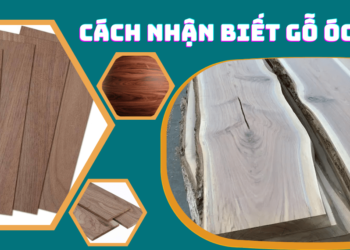 5 cách nhận biết gỗ óc chó (gỗ walnut)