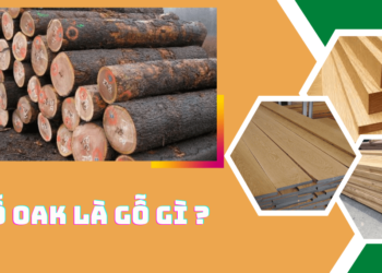 Gỗ oak là gỗ gì?
