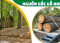 Nguồn gốc gỗ anh đào (gỗ cherry)
