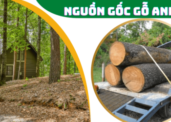 Nguồn gốc gỗ anh đào (gỗ cherry)