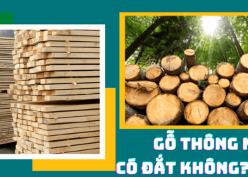 Giá gỗ thông Mỹ hiện nay là bao nhiêu?