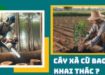 Trồng xà cừ bao lâu thu hoạch