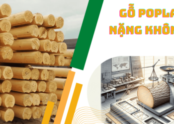 Gỗ Bạch Dương (Gỗ Poplar) có nặng không?