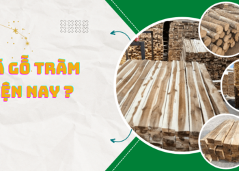 Giá gỗ tràm hiện nay là bao nhiêu?