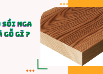 Gỗ sồi Nga là gỗ gì ?